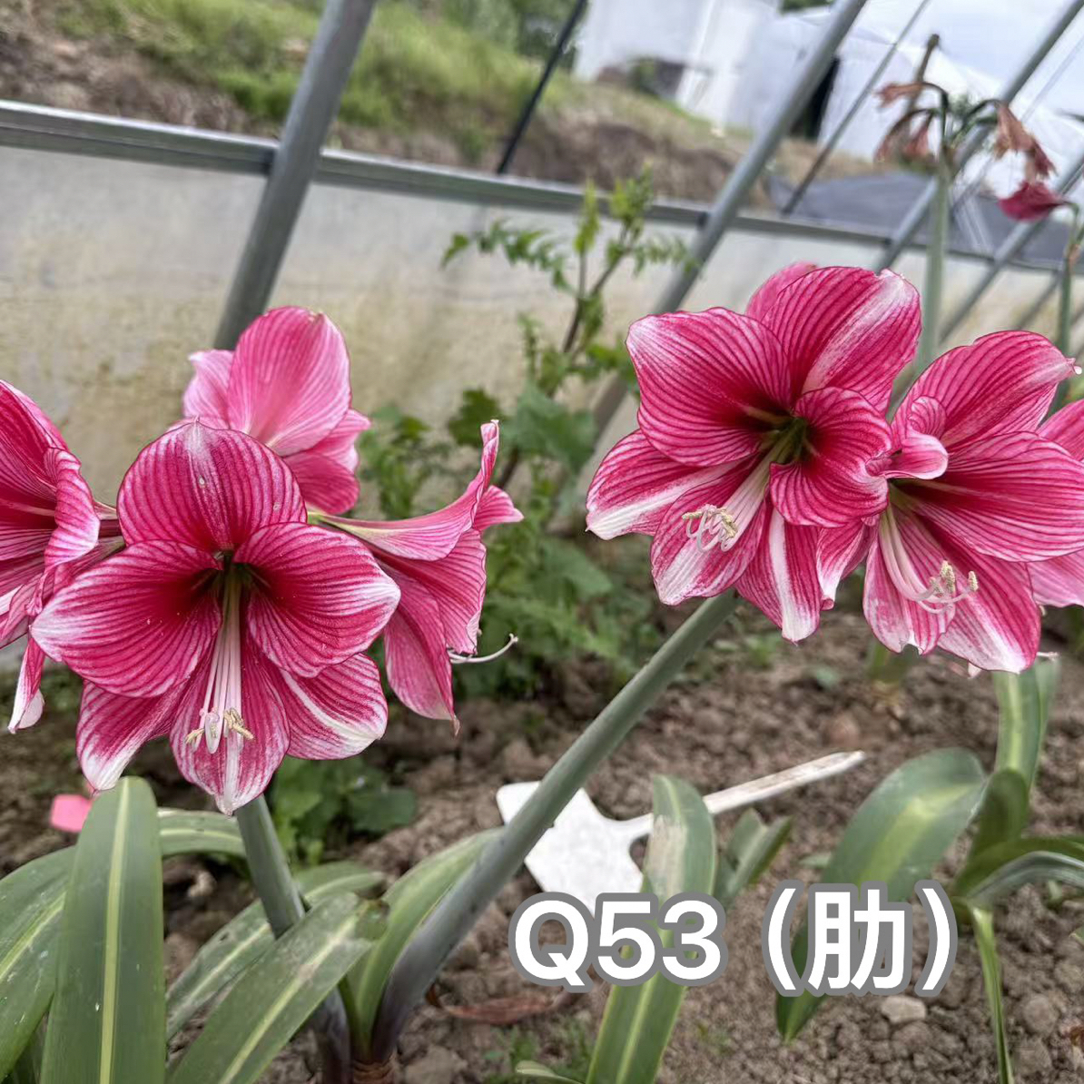 S孤挺花园 Q53（肋）+桃银（肋）组合（老晨育种）裸球