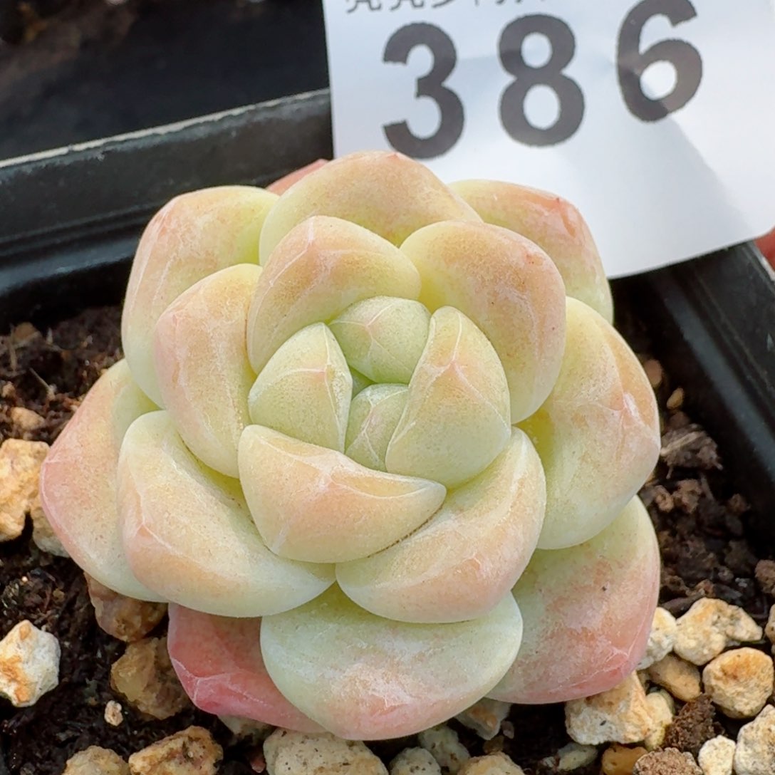    今日奖品，多肉植物请凑单够包邮