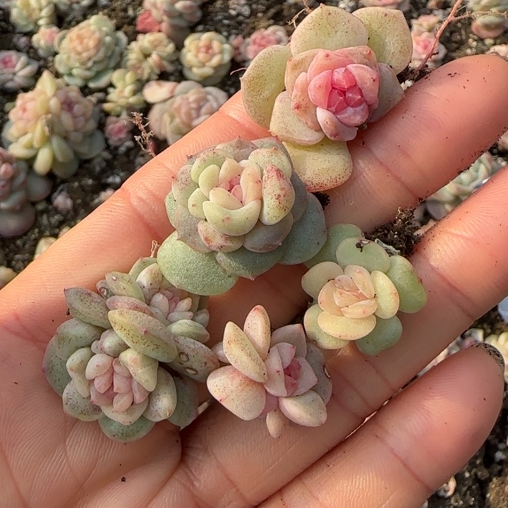 13 王者系列多肉一盒