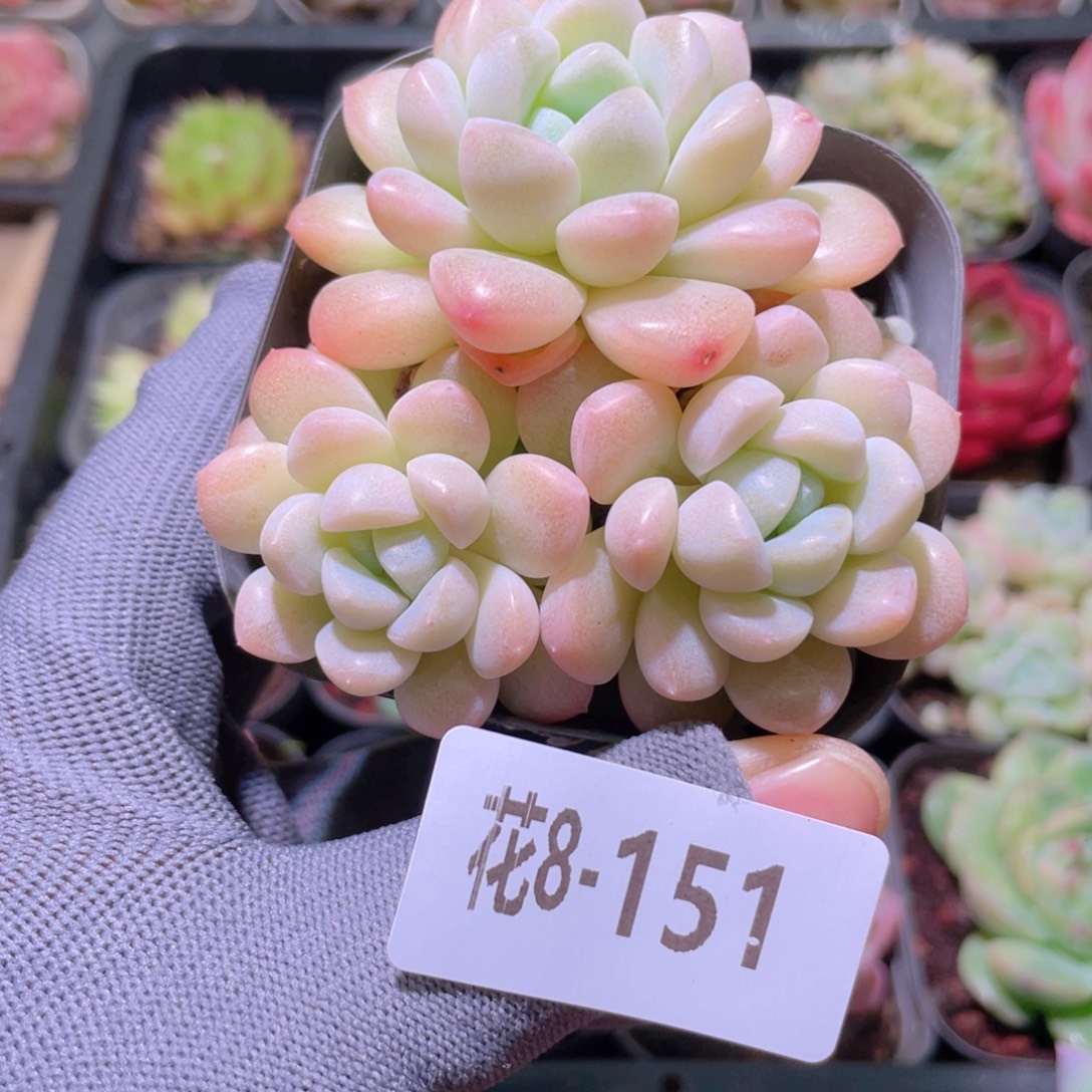 花利美 8-151奶糖
