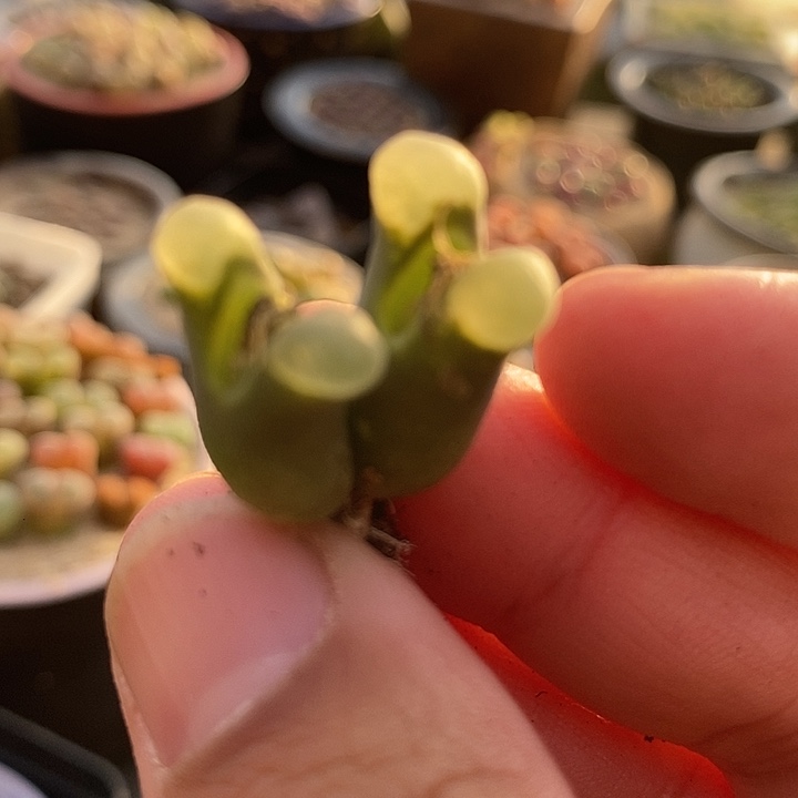 6503风铃佛肚一颗      