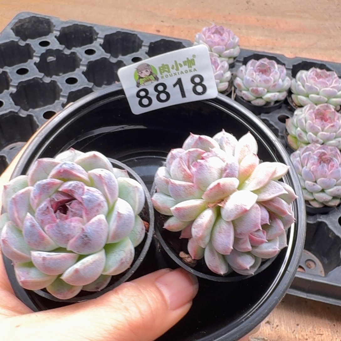 多肉植物多肉植物