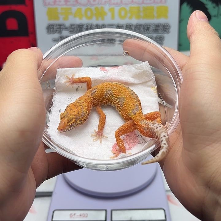 豹纹守宫烈酒妹妹R041