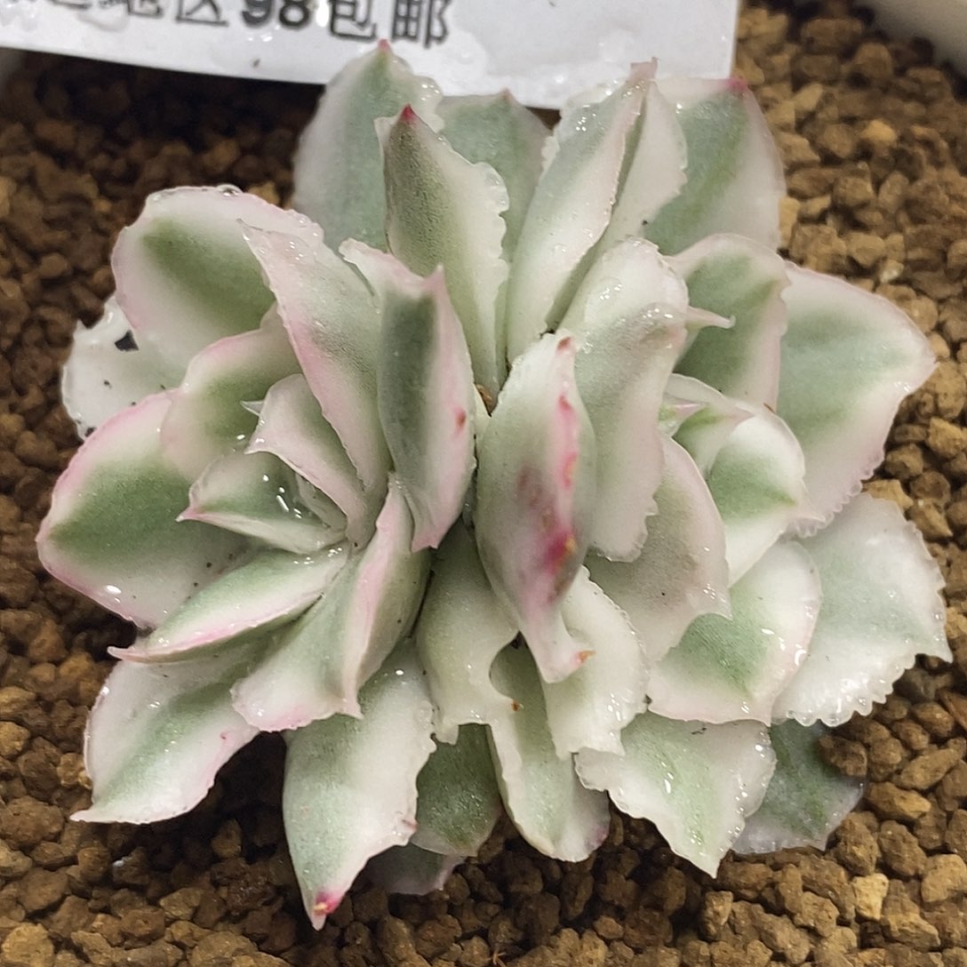 507紫蝴蝶锦  小方花圃一物一拍