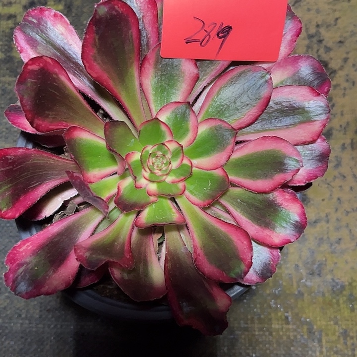 漫***️红钻多肉植物保护2819