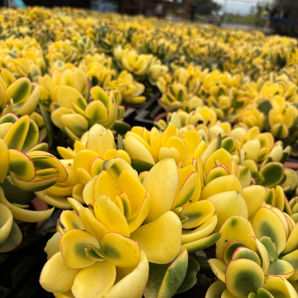 新花月锦自然锦 多肉植物