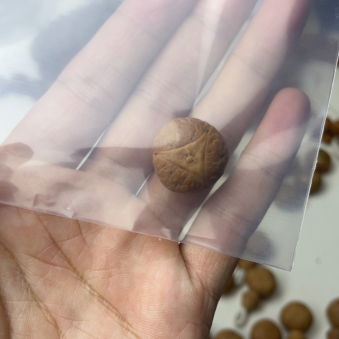 凤眼菩提手串峰*哥龙眼三通