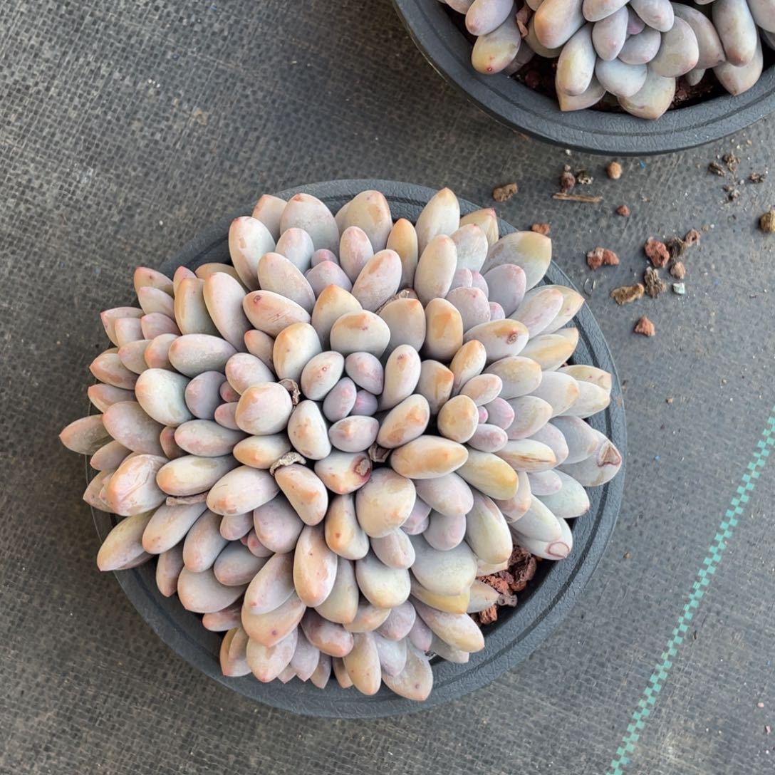 大*子奶酪体香水一个58