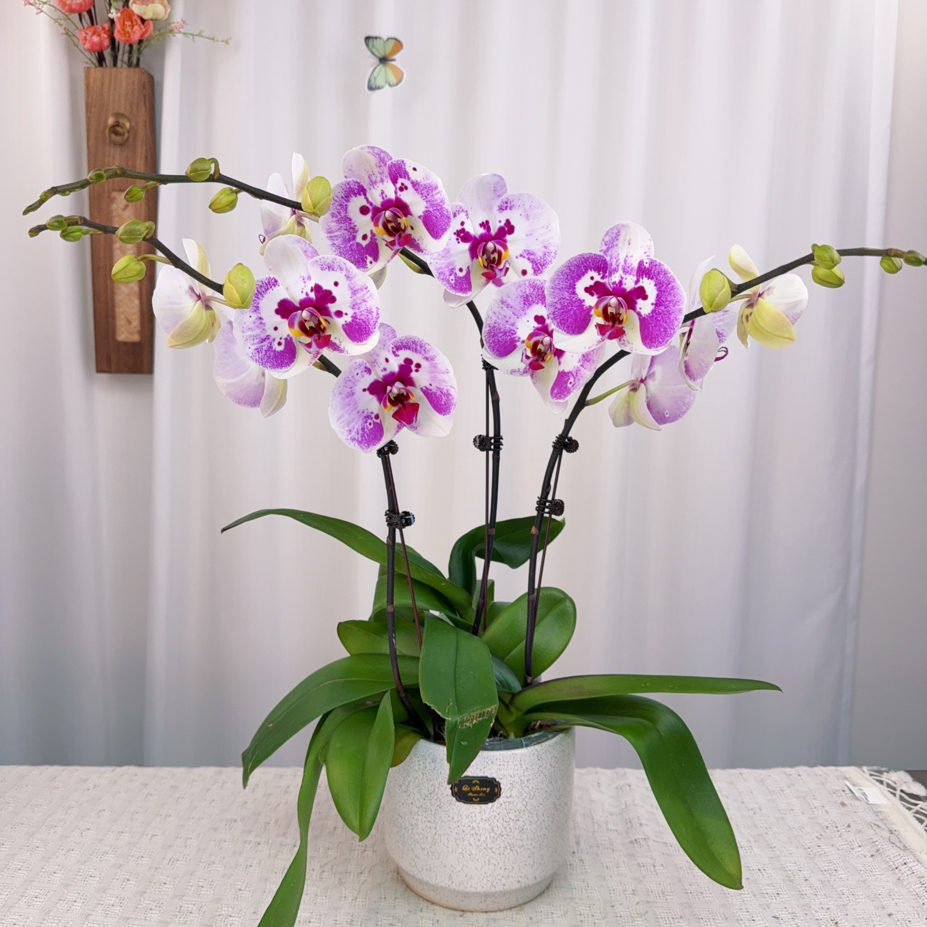 【俏江南01】高端精品蝴蝶兰室内盆栽