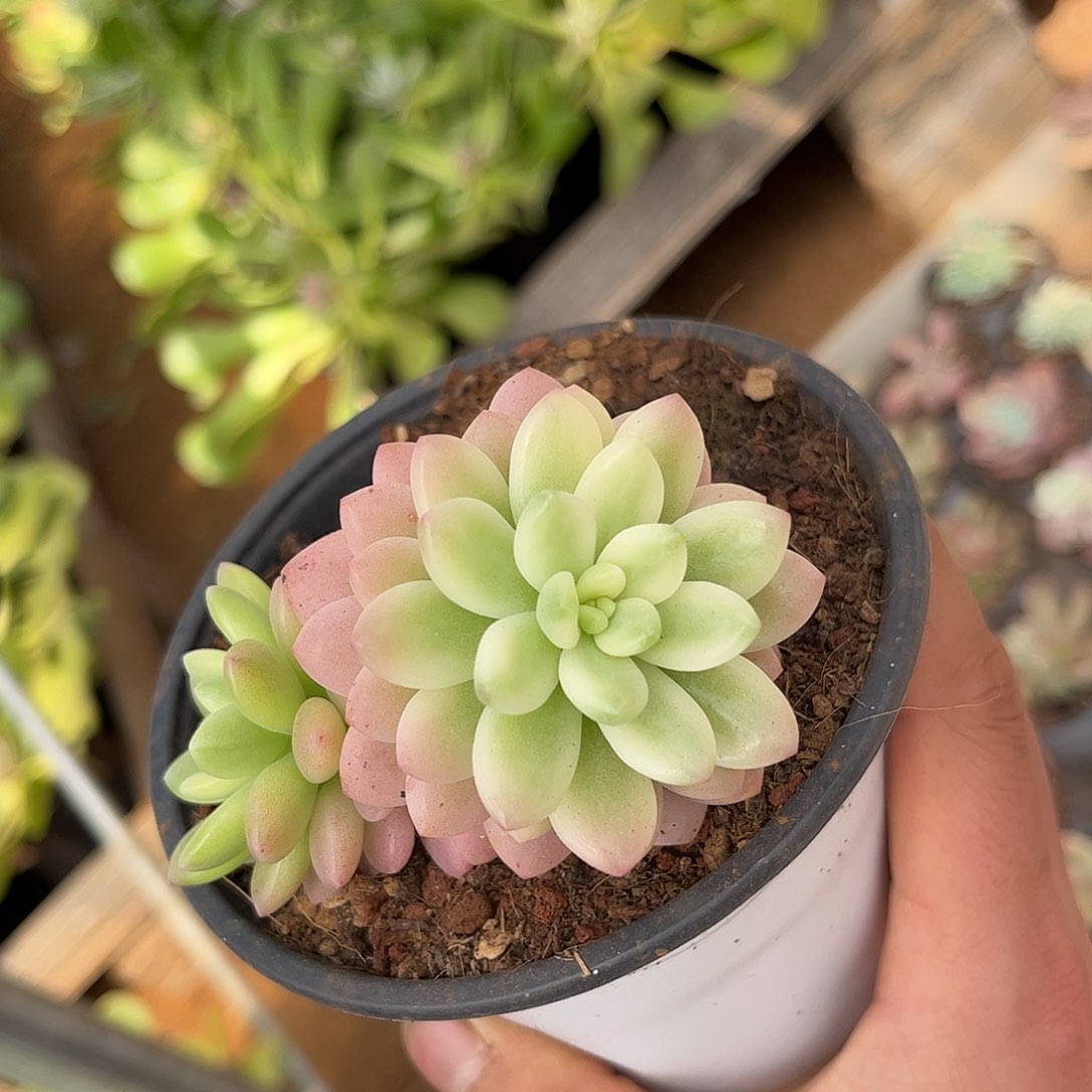 寄养链接的肉肉的肉肉