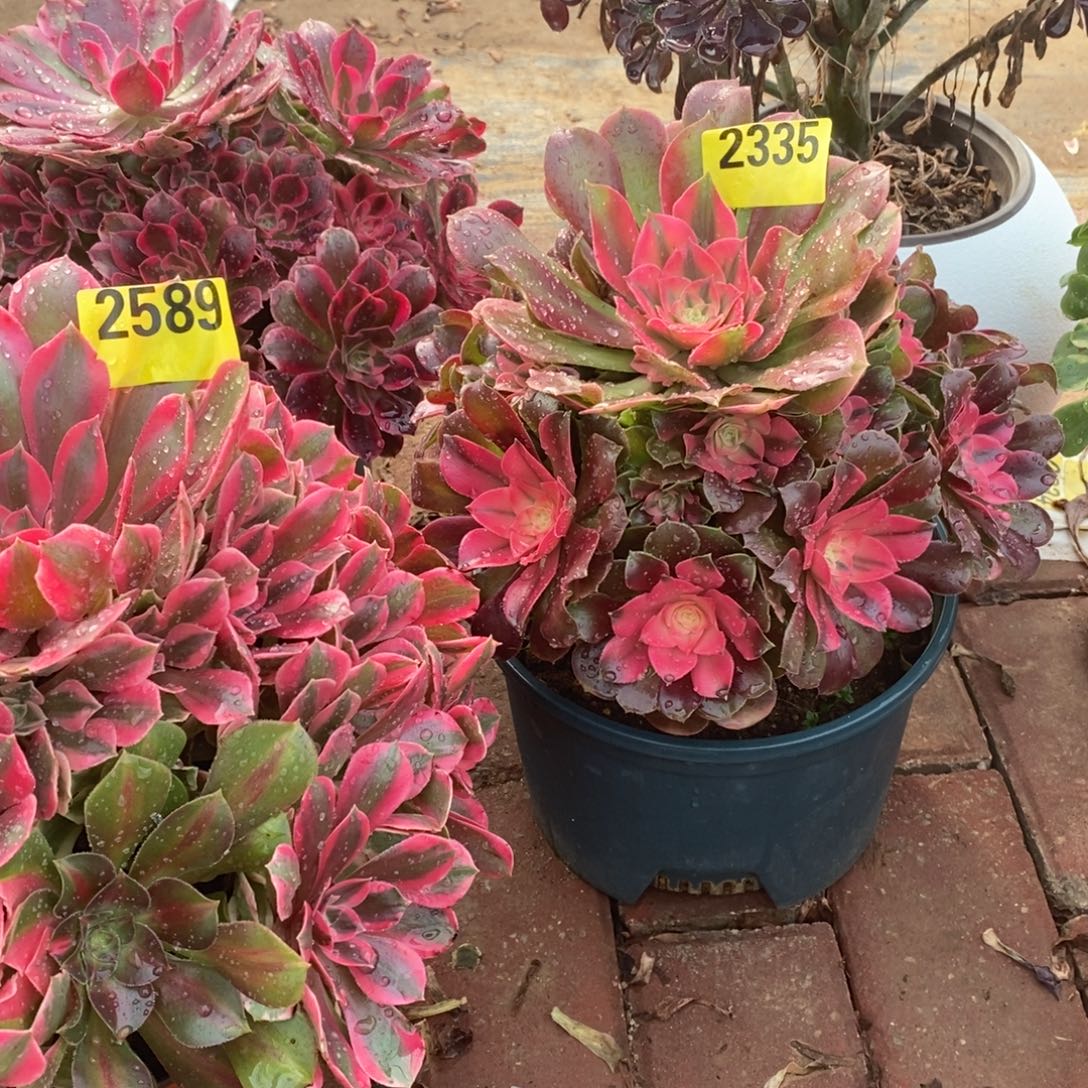 香妃多肉植物2335