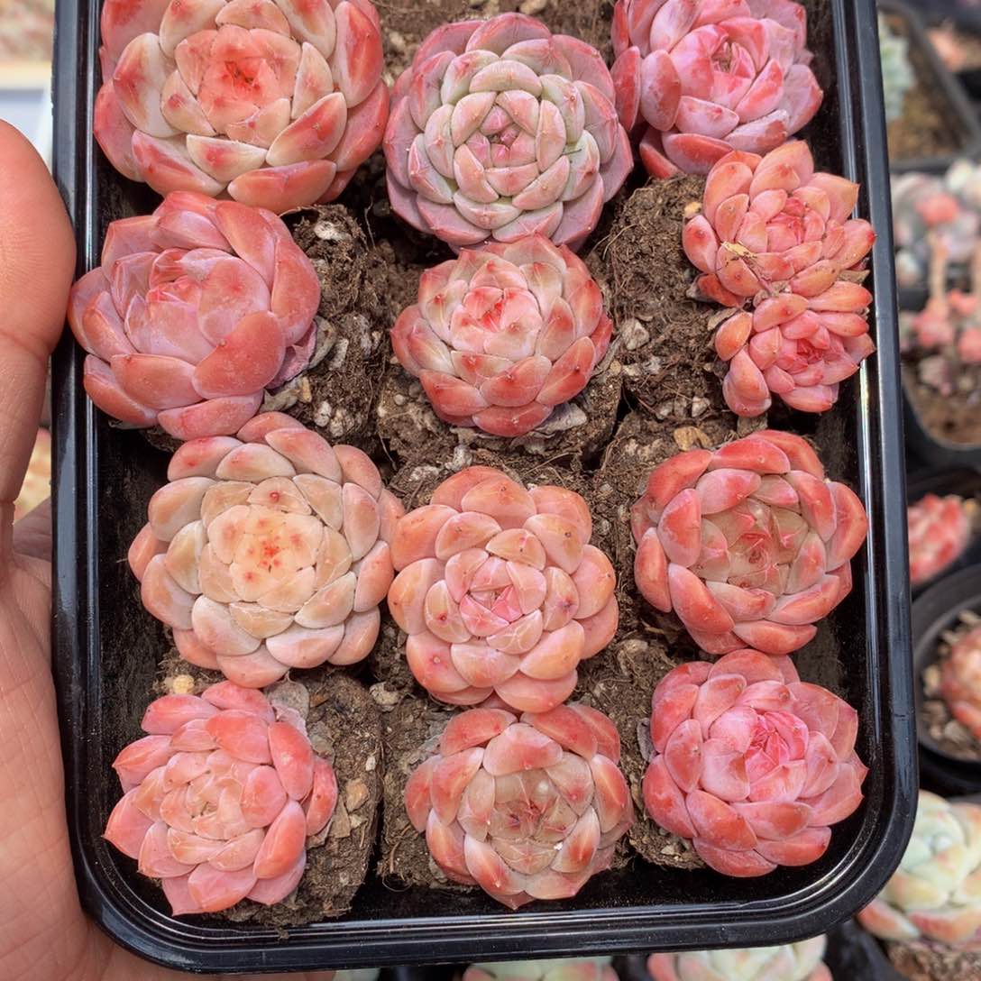 精控糖心组合一物一拍