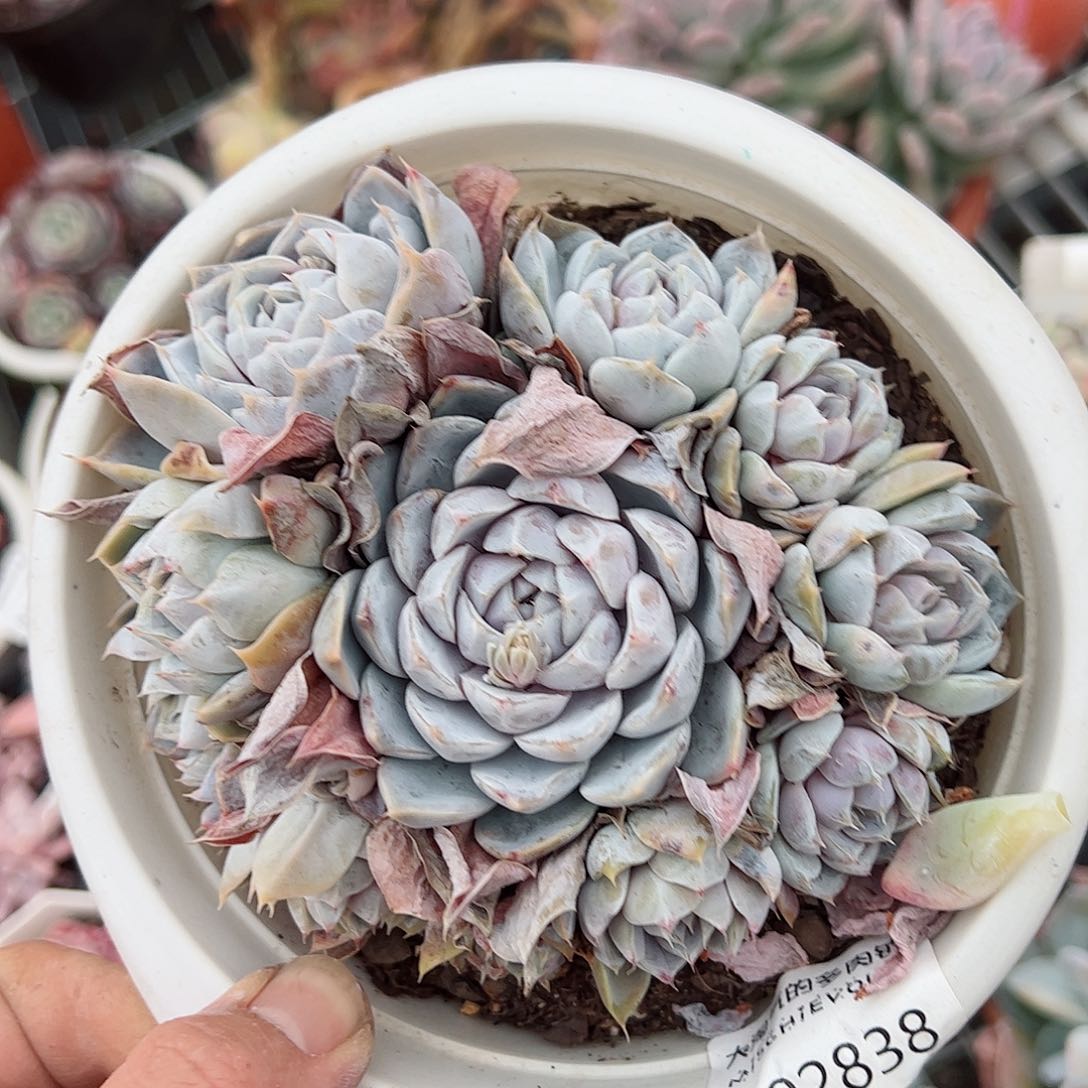 雪兔单头带仔老桩