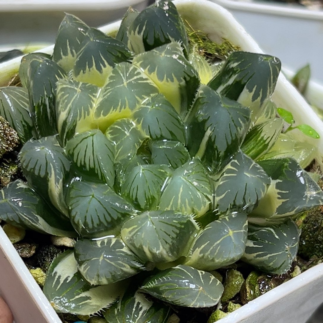 十二卷多肉植物1980夏沫