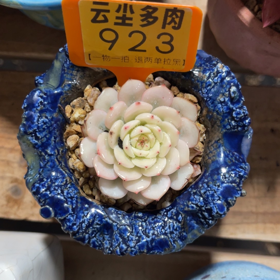 云尘多肉一物一拍不含盆923