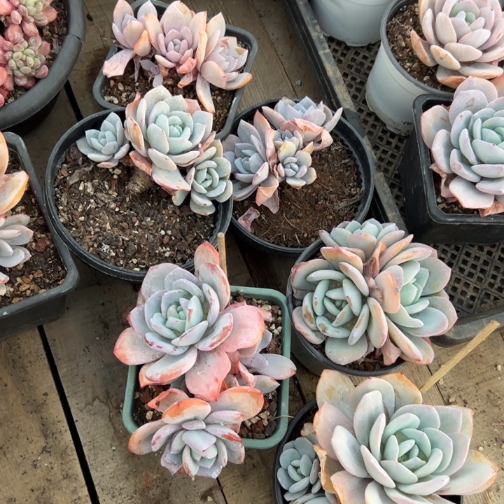 奶茶3头起随机发货