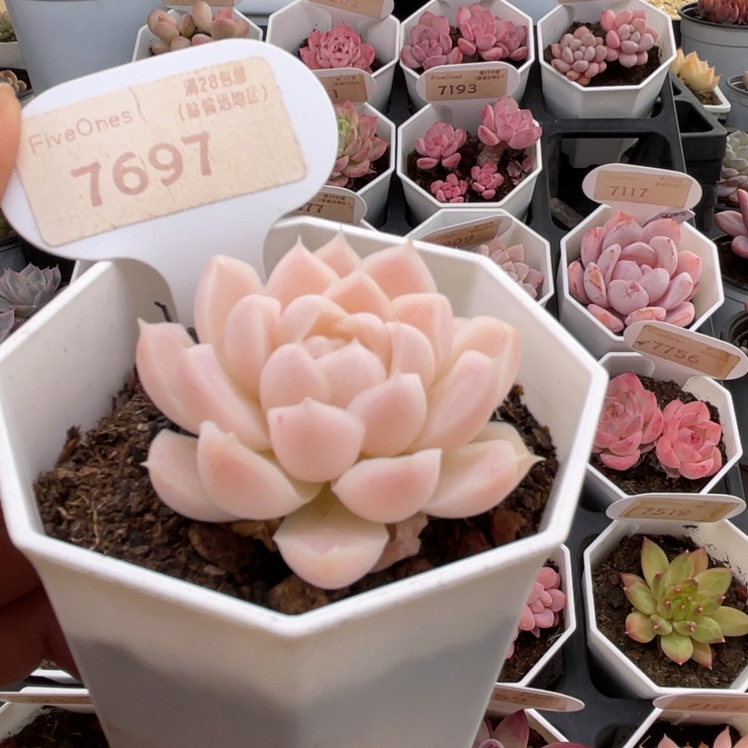 白月影7697-4.5厘米