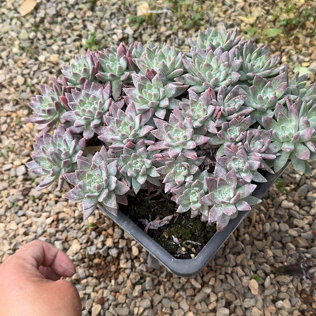 花***花多肉植物一物一拍121035