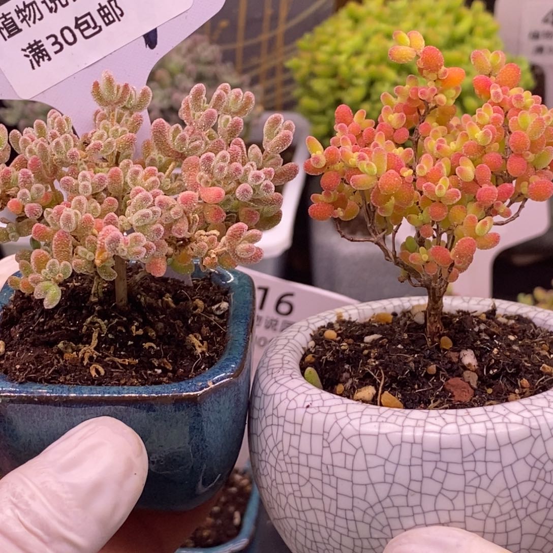 $***$216两颗（蜜橘➕冰晶。   ）