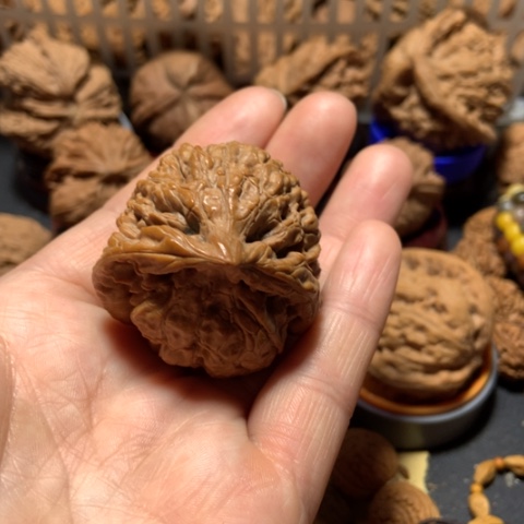 核桃忠**渝官帽鹰一个