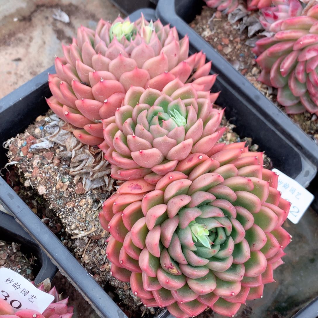 8302杂交多肉植物基地