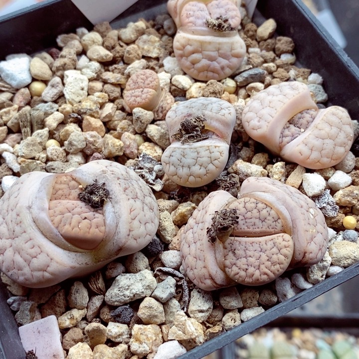 我的小姐姐们都是209