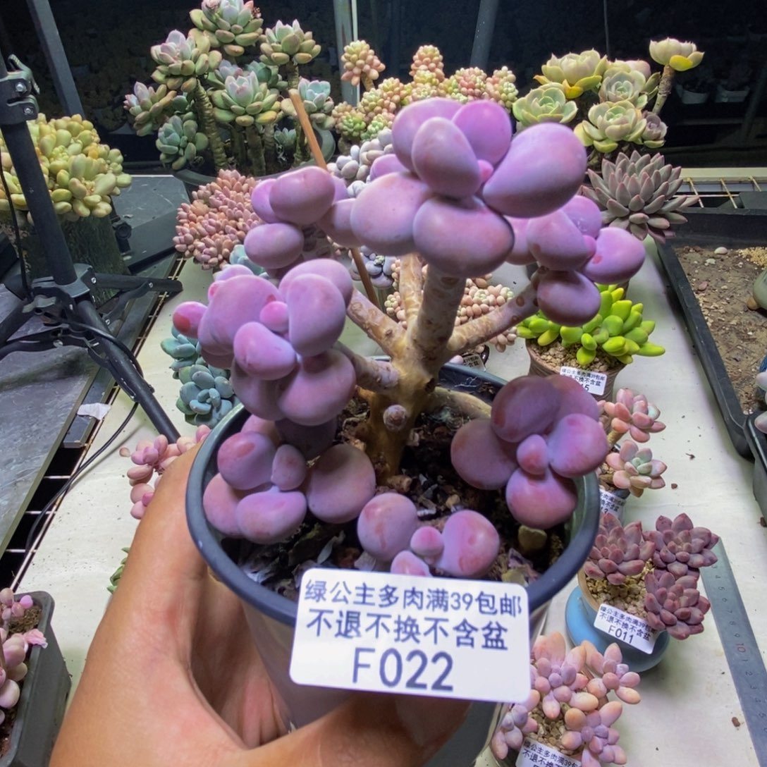 022腰子桃蛋树多肉8cm有断枝
