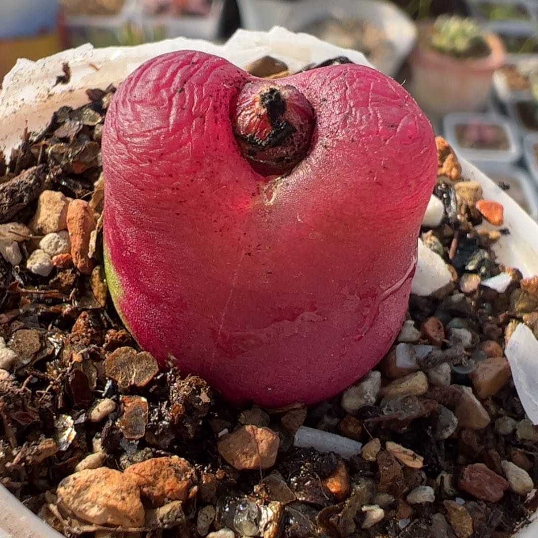 181多肉植物组合