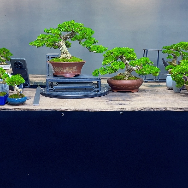 赫**巍黄杨盆景四季常绿不落叶