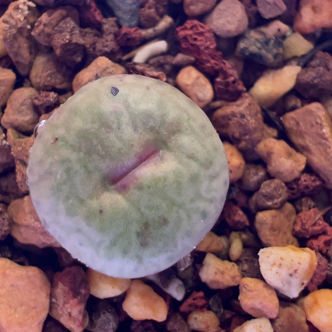 1261，嘴杂，肉锥植物