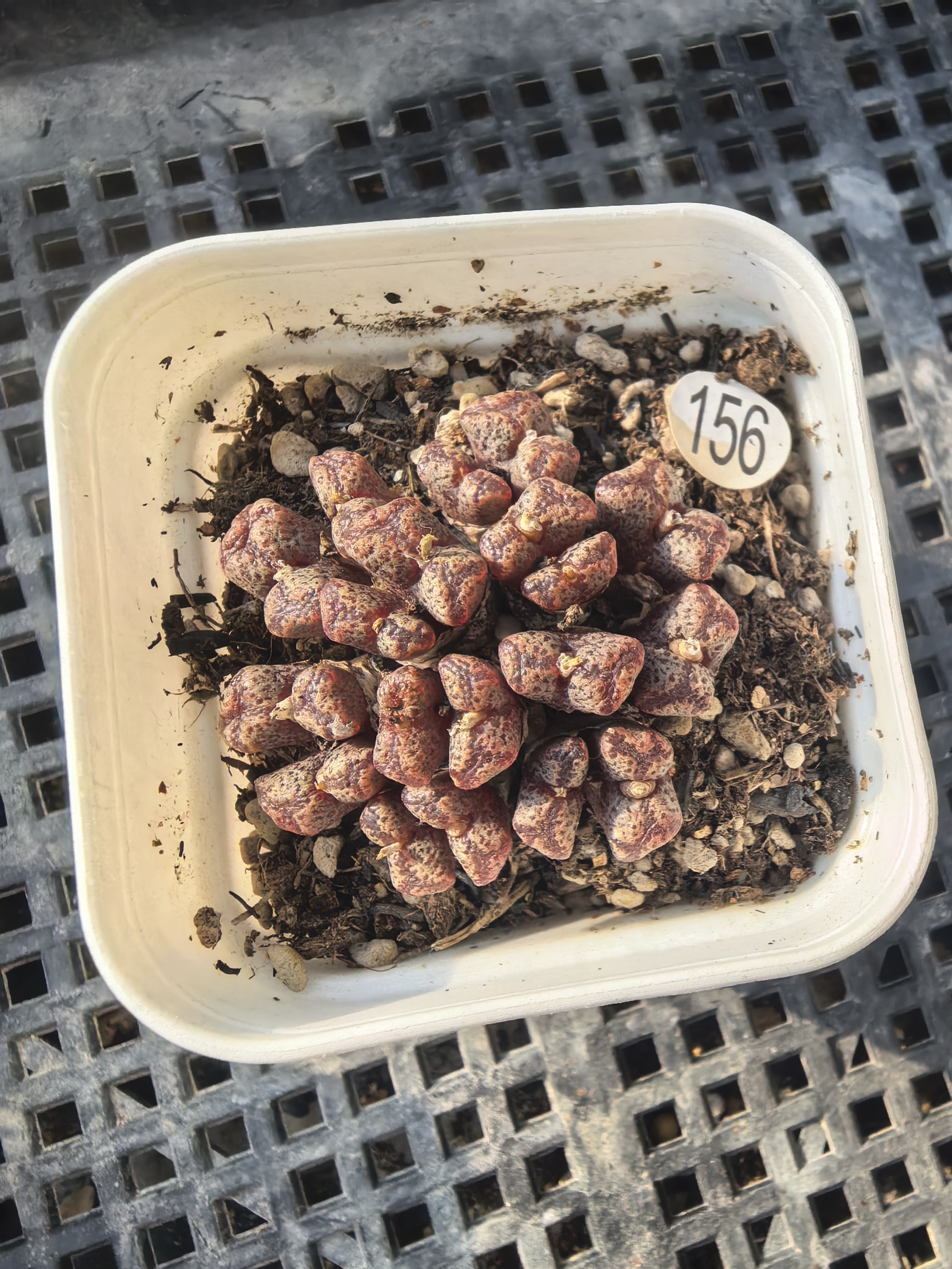 勋章19头多肉植物