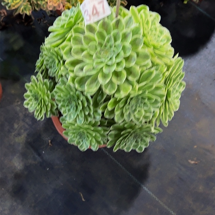 红陶碧浪34700000