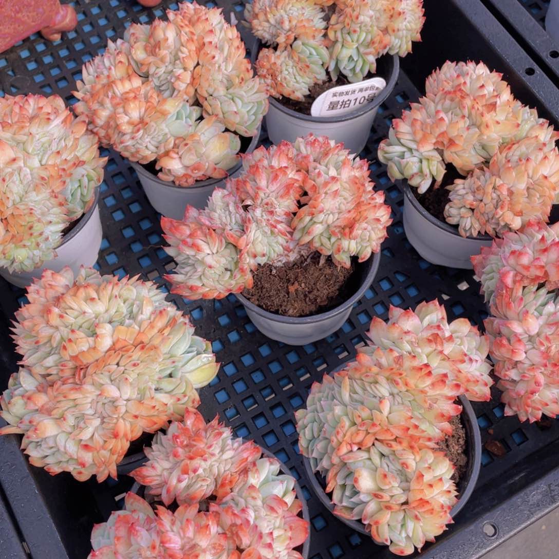 量拍10号莎莎女王缀化带板子一个