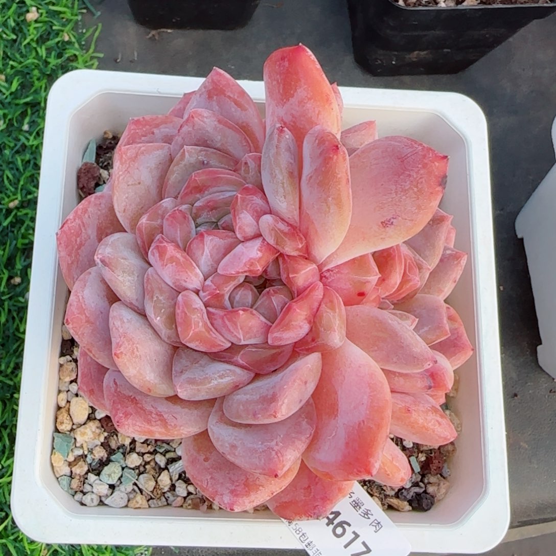 母本冰魄，4617多肉植物