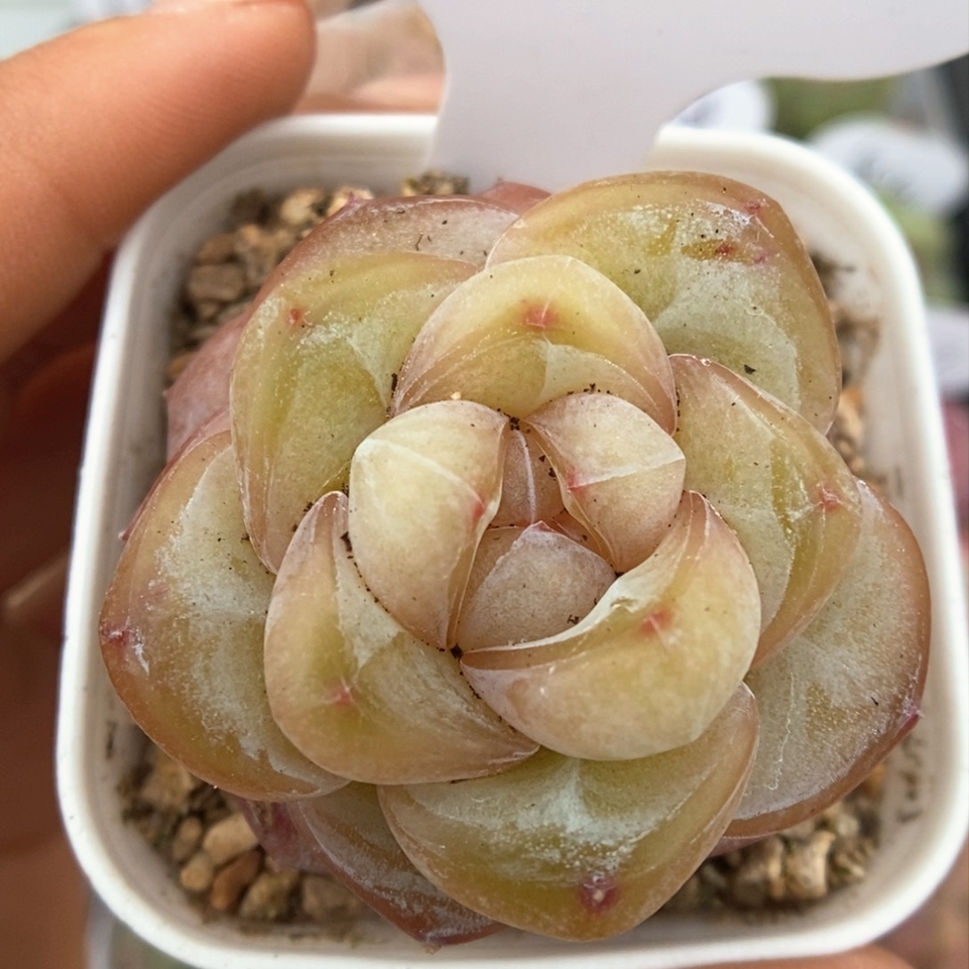 金雀可拍576号。