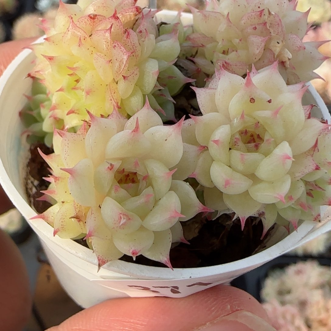 花语逸境0122-371海王