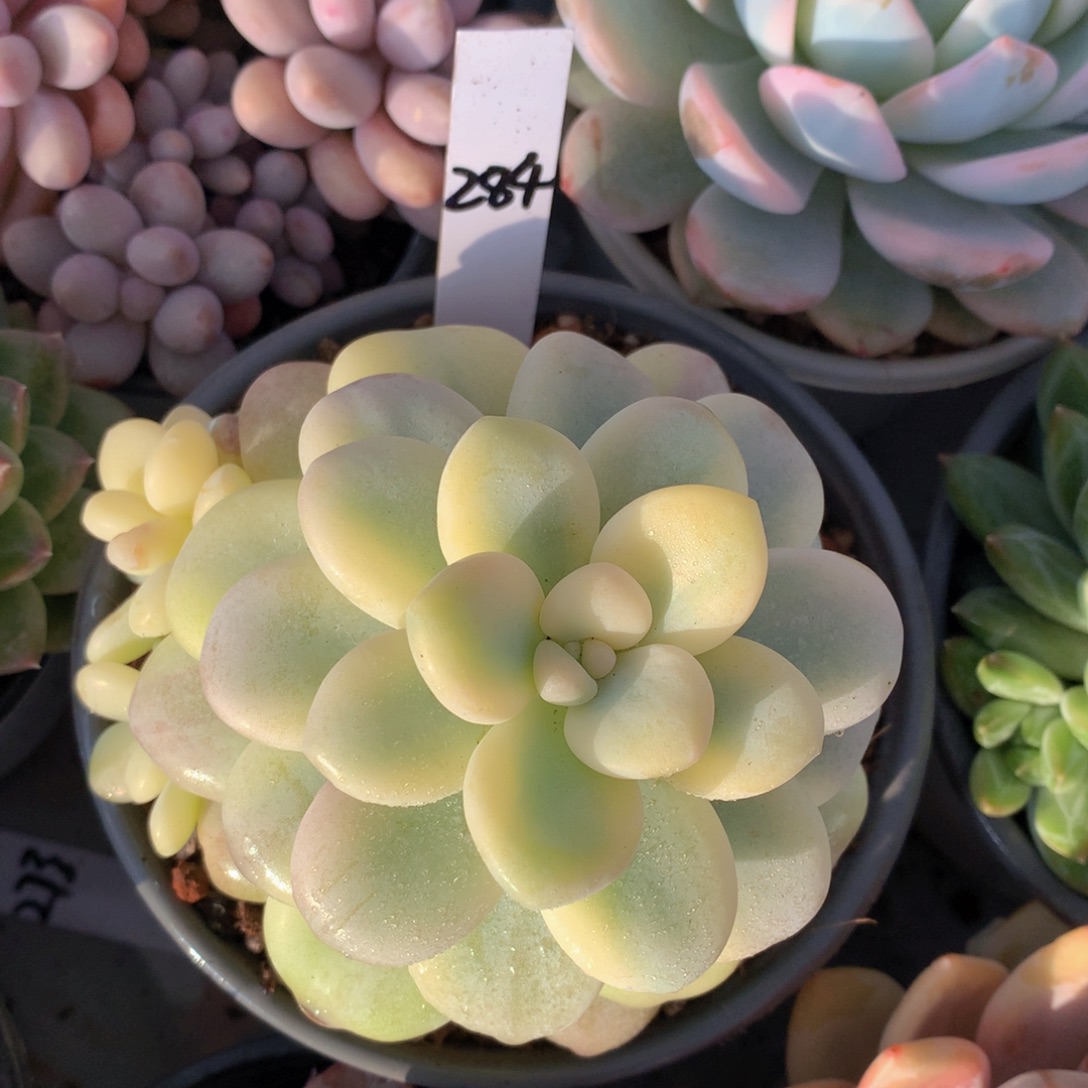 多日邂逅626272727