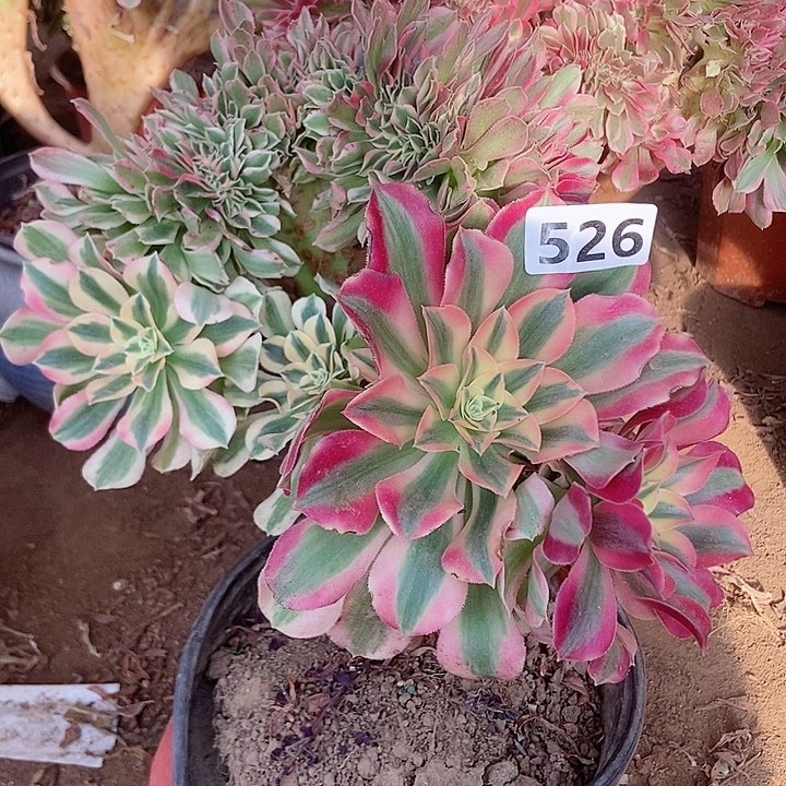 526粉女郎缀化老板子法师