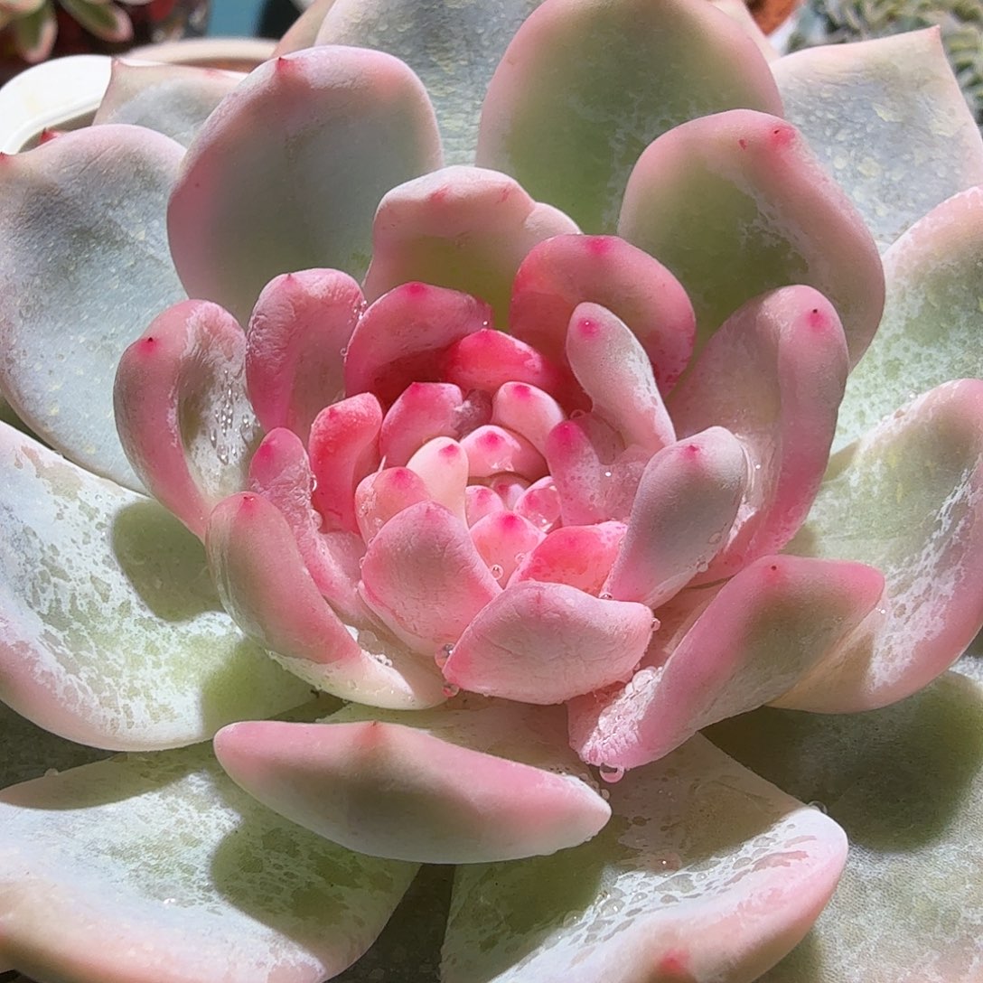 橙梦露锦，多肉植物