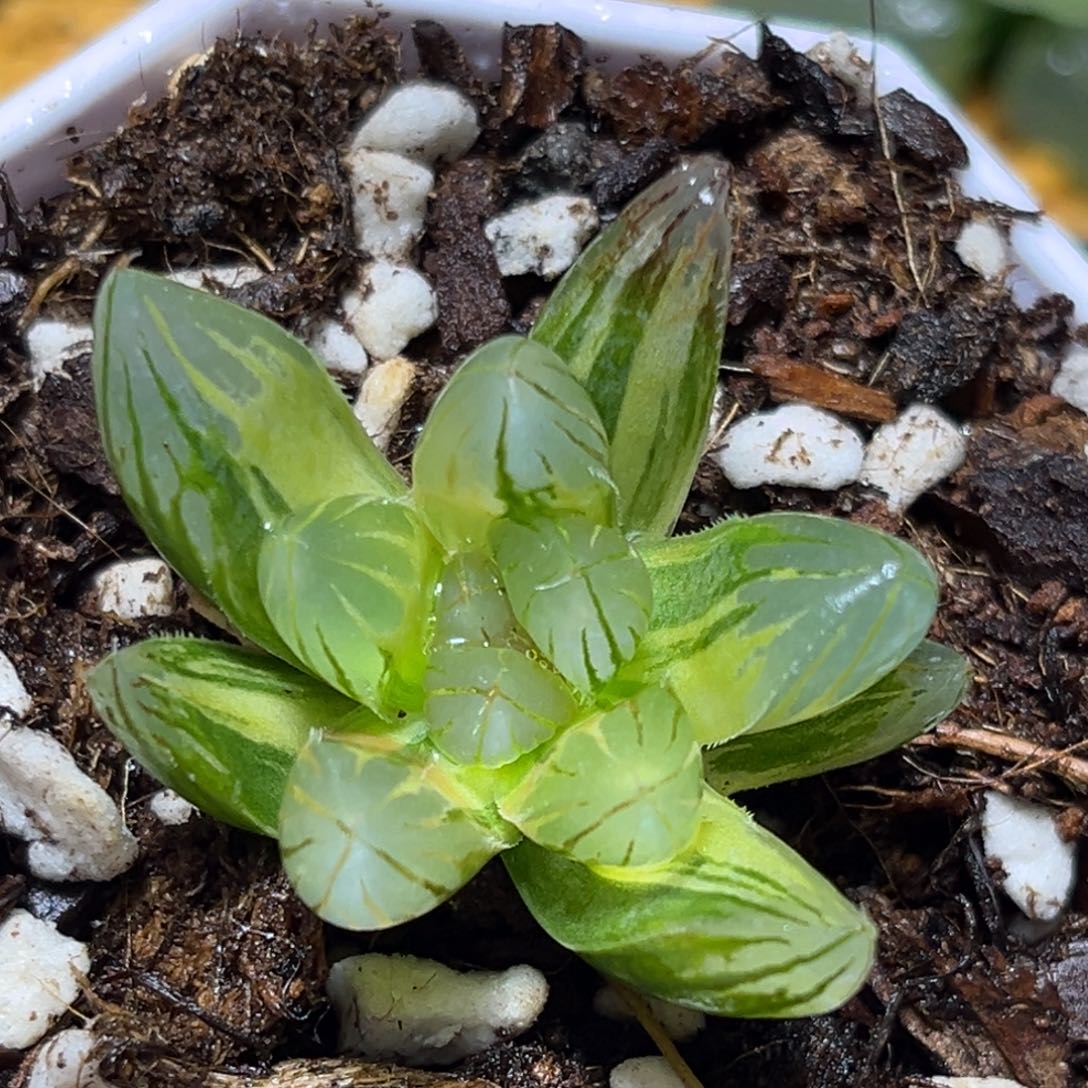 恭喜发财大吉大利0083