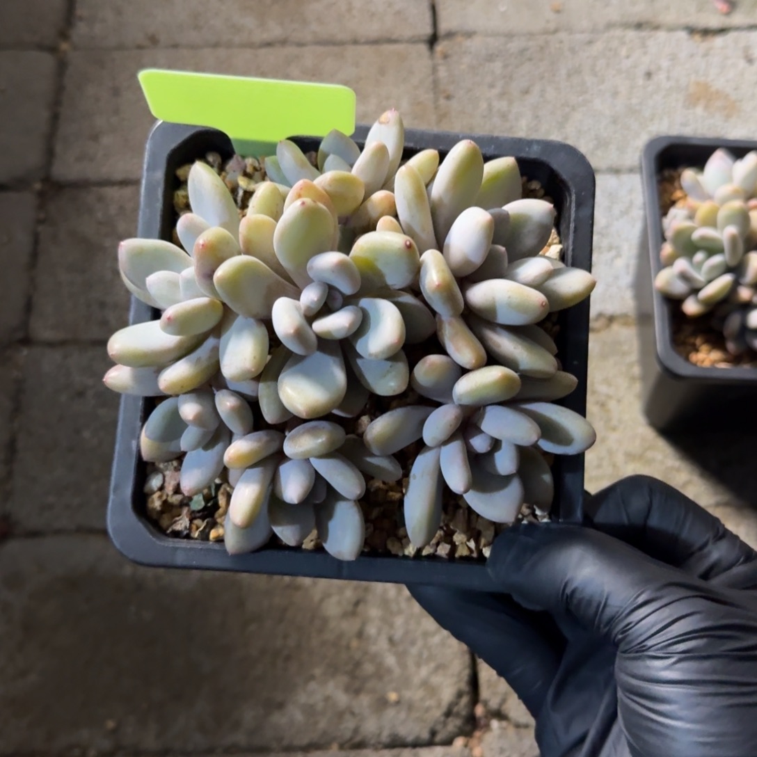 三明治美人11111111111111