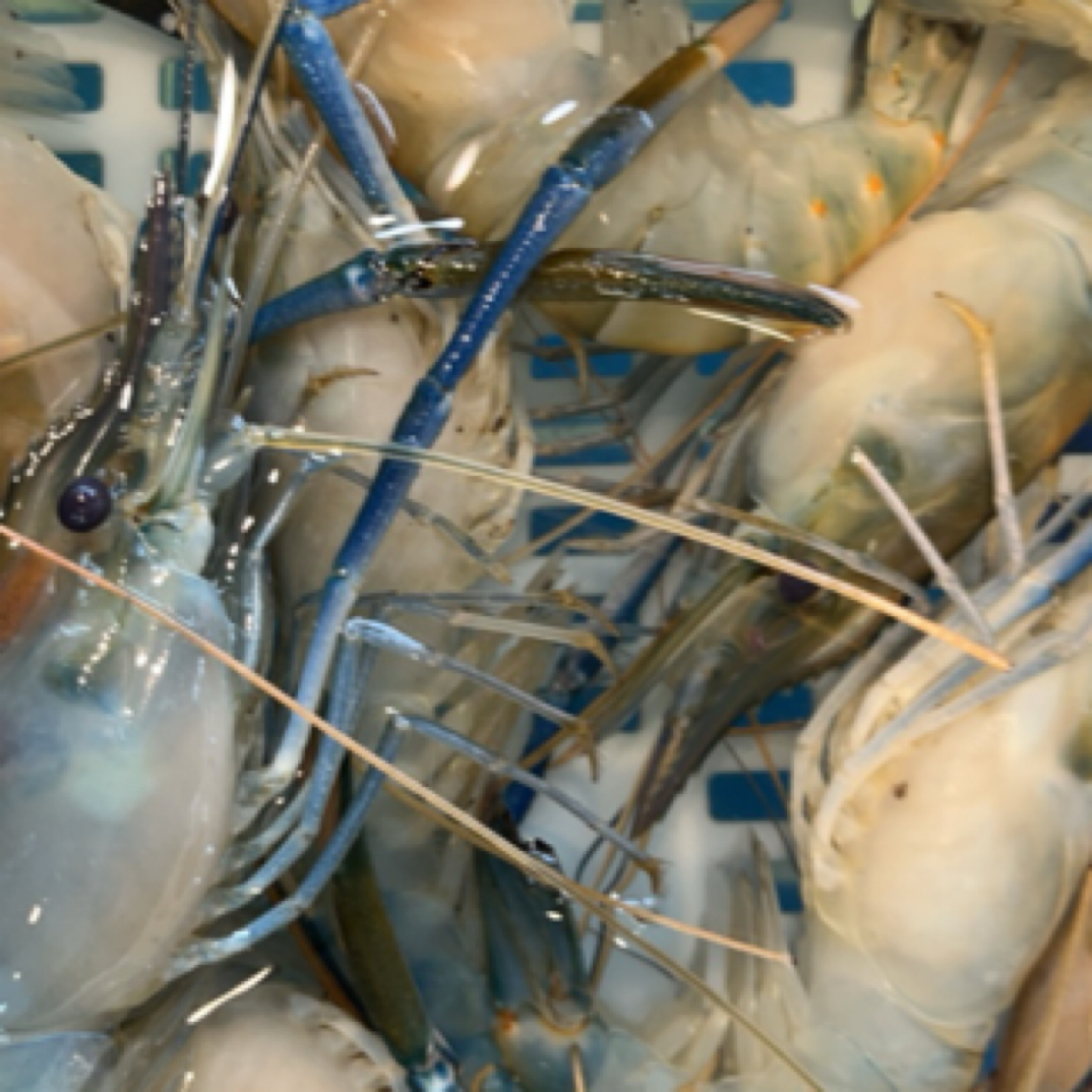 飞蟹 118/2斤quanhuo