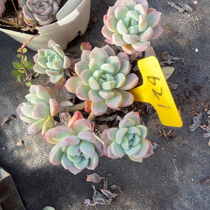 621 000000多肉00000000