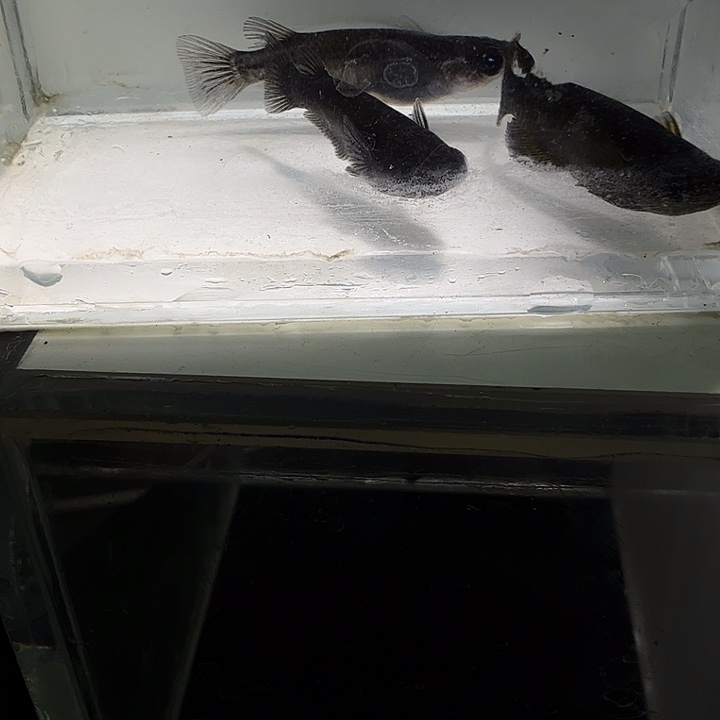 青鳉鱼一物一拍206