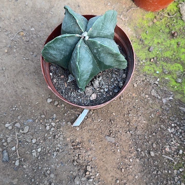 用***姜金丝眼镜真的是我