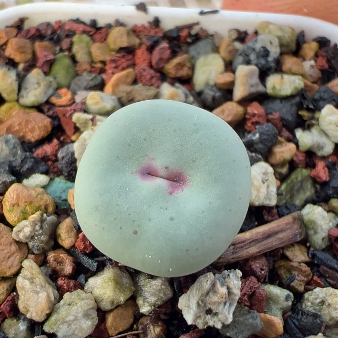 小红嘴一物一拍，，