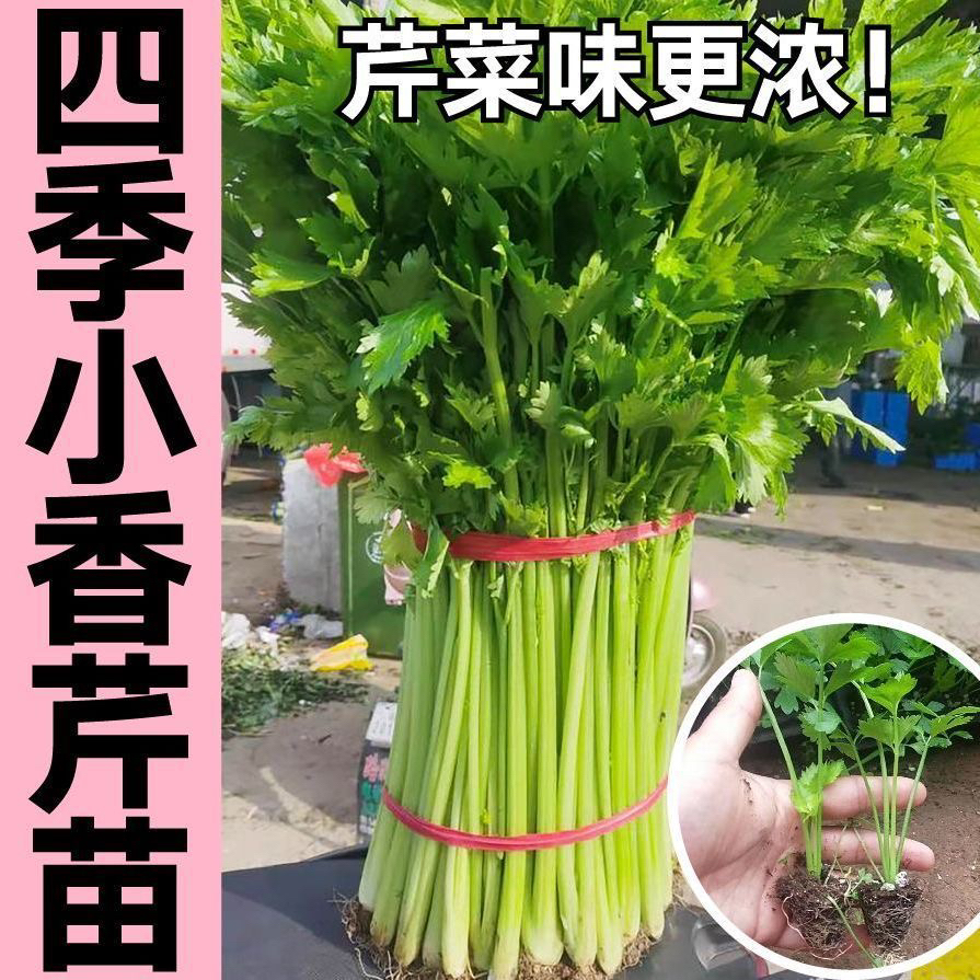 四季小香芹苗50棵四季小香芹苗