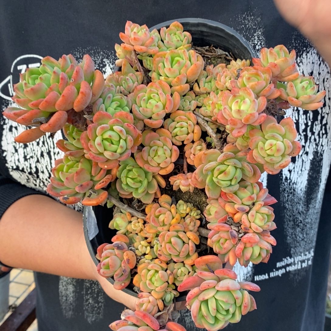 芬达整桩整群两盆，120杯