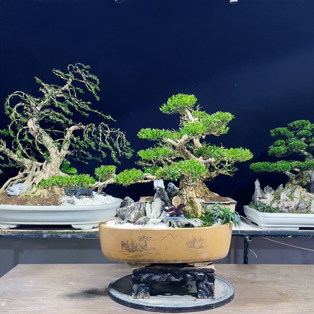 完全开放黄杨盆景四季常青