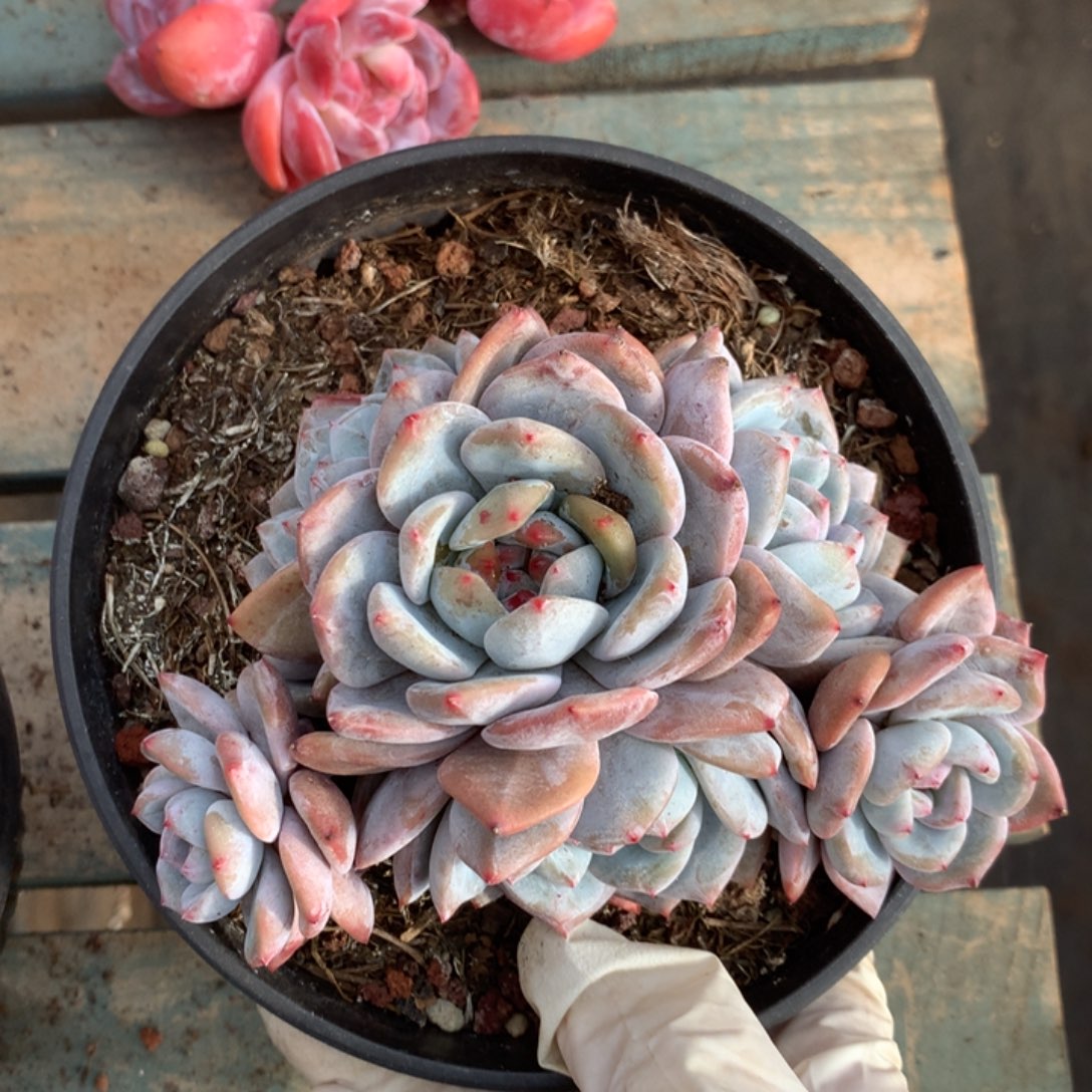 无花朵无砍哈哈哈哈哈哈哈哈36